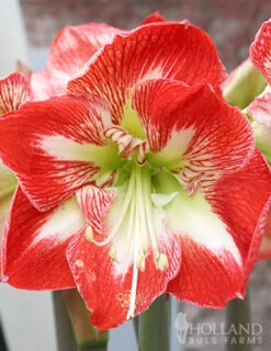 Menu Premium Amaryllis Kit Collection -Holland Bulb Farms 92173 minerva amaryllis kit