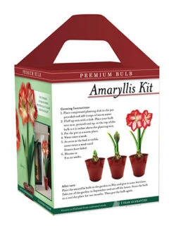 Menu Premium Minerva Amaryllis Gift Box Kit 9 Menu Premium Minerva Amaryllis Gift Box Kit -Holland Bulb Farms 92173 minerva amaryllis kit box back 1