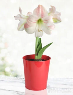 Menu Premium Charming Amaryllis Gift Kit