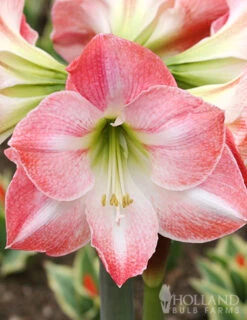 Menu Premium Amaryllis Kit Collection -Holland Bulb Farms 92174 charming amaryllis kit