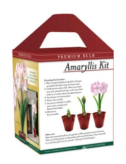 Menu Premium Amaryllis Kit Collection -Holland Bulb Farms 92174 charming amaryllis kit box back
