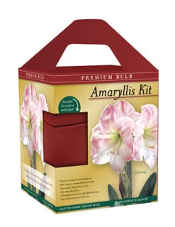 Menu Premium Charming Amaryllis Gift Kit -Holland Bulb Farms 92174 charming amaryllis kit box front 1
