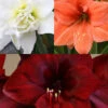 Menu Exquisite Amaryllis Collection