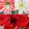 Menu Peppermint Amaryllis Collection -Holland Bulb Farms 92176 peppermint amaryllis collection