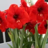 Menu Red Lion Amaryllis Value Pack -Holland Bulb Farms 92178 red lion amaryllis value pack multiple