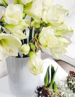 Menu Matterhorn Amaryllis Value Pack -Holland Bulb Farms 92179 matterhorn amaryllis 3