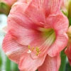 Menu Susan Amaryllis Value Pack -Holland Bulb Farms 92180 susan amaryllis 2