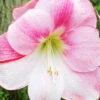 Menu Apple Blossom Amaryllis Giftbox Kit 1 Menu Apple Blossom Amaryllis Giftbox Kit -Holland Bulb Farms 92181 apple blossom value pack 1