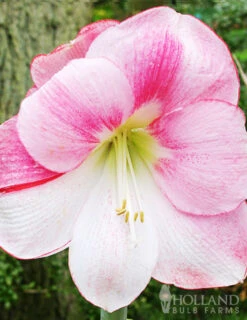 Menu Apple Blossom Amaryllis Giftbox Kit