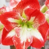 Menu Minerva Amaryllis Value Pack -Holland Bulb Farms 92182 minerva amaryllis value pack