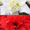 Menu Duchess Double Amaryllis Duo