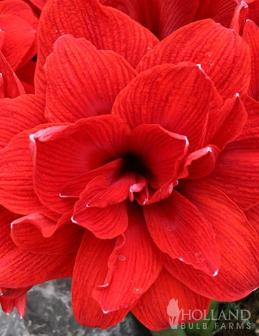 Menu Duchess Double Amaryllis Duo 4 Menu Duchess Double Amaryllis Duo - Image 2