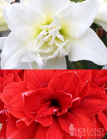 Menu Duchess Double Amaryllis Duo 3 Menu Duchess Double Amaryllis Duo