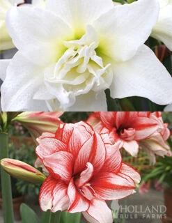 Menu Lady Peacock Double Amaryllis Duo