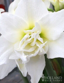 Menu Lady Peacock Double Amaryllis Duo -Holland Bulb Farms 92184 lady peacock double amaryllis duo 3