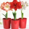 Menu Premium Amaryllis Kit Collection -Holland Bulb Farms 92185 premium amaryllis collection 4
