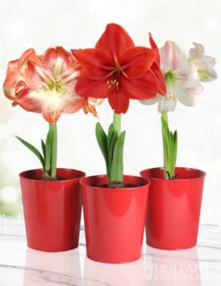 Menu Premium Amaryllis Kit Collection