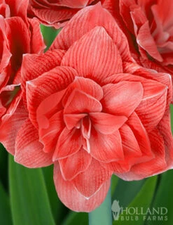 Menu Candy Nymph Amaryllis