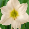 Menu Lemon Star Amaryllis -Holland Bulb Farms 92187 lemon star amaryllis