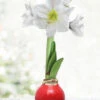 Menu Peace And Love Waxed Amaryllis -Holland Bulb Farms 92190 red base waxed amaryllis white flower