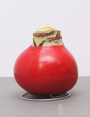 Menu Peace And Love Waxed Amaryllis 4 Menu Peace And Love Waxed Amaryllis - Image 2