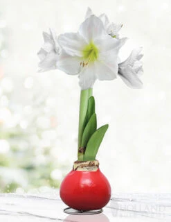 Menu Peace And Love Waxed Amaryllis