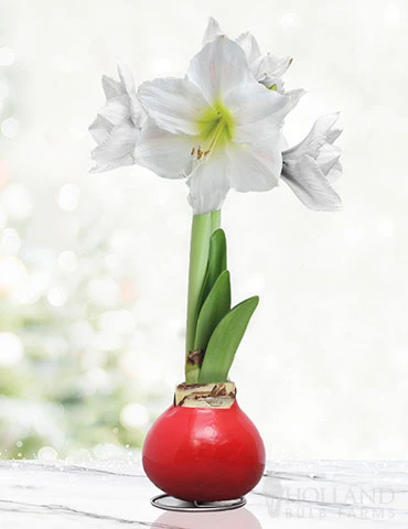 Menu Peace And Love Waxed Amaryllis 3 Menu Peace And Love Waxed Amaryllis