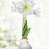 Menu Warm Wishes Waxed Amaryllis 2 Menu Warm Wishes Waxed Amaryllis -Holland Bulb Farms 92191 silver wax amaryllis white flower