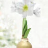 Menu Grateful Heart Waxed Amaryllis -Holland Bulb Farms 92192 gold wax amaryllis white flower