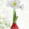 Menu Red Picasso Waxed Amaryllis -Holland Bulb Farms 92193 picasso base waxed amaryllis white flower