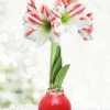 Menu Candy Cane Waxed Amaryllis -Holland Bulb Farms 92194 red base waxed amaryllis bi colored flower