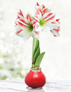 Menu Candy Cane Waxed Amaryllis