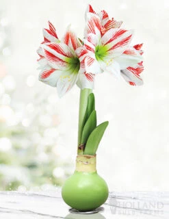 Menu Lollipop Waxed Amaryllis