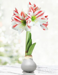 Menu Frosted Sugar Cookie Waxed Amaryllis