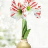 Menu Gingerbread Waxed Amaryllis -Holland Bulb Farms 92197 gold wax amaryllis bi colored flower