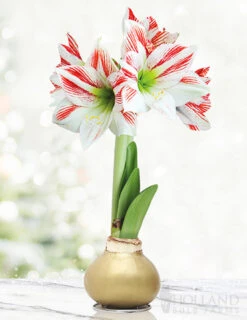 Menu Gingerbread Waxed Amaryllis