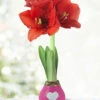 Menu Tickled Pink Waxed Amaryllis -Holland Bulb Farms 92200 tickled pink waxed amaryllis 2