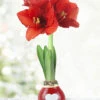 Menu Be Mine Waxed Amaryllis -Holland Bulb Farms 92201 be mine waxed amaryllis 2