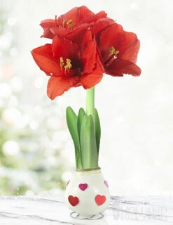 Menu The Sweetheart Waxed Amaryllis Collection (3-Pack) -Holland Bulb Farms 92202 love is in the air waxed amaryllis 2 1