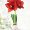 Menu Love Struck Picasso Waxed Amaryllis -Holland Bulb Farms 92204 love struck picasso waxed amaryllis 2 1