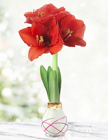 Menu Be My Valentine Waxed Amaryllis Collection (3-Pack) 10 Menu Be My Valentine Waxed Amaryllis Collection (3-Pack) - Image 8