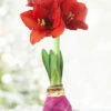 Menu Cupids Arrow Picasso Waxed Amaryllis -Holland Bulb Farms 92205 cupids arrow picasso waxed amaryllis 2 1