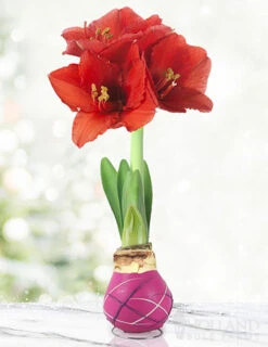 Menu The Sweetheart Waxed Amaryllis Collection (3-Pack) -Holland Bulb Farms 92205 cupids arrow picasso waxed amaryllis 2