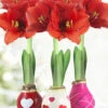 Menu The Sweetheart Waxed Amaryllis Collection (3-Pack) -Holland Bulb Farms 92206 the sweetheart waxed amaryllis collection 2