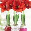 Menu Be My Valentine Waxed Amaryllis Collection (3-Pack) -Holland Bulb Farms 92207 be my valentine waxed amaryllis collection 2