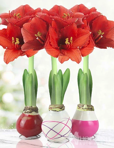 Menu Be My Valentine Waxed Amaryllis Collection (3-Pack) 3 Menu Be My Valentine Waxed Amaryllis Collection (3-Pack)