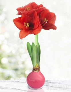Menu Spring Waxed Amaryllis Collection (3-Pack) -Holland Bulb Farms 92208 pink waxed amaryllis 3 1