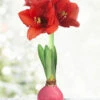 Menu Pink Waxed Amaryllis -Holland Bulb Farms 92208 pink waxed amaryllis 3