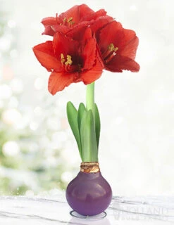 Menu Spring Waxed Amaryllis Collection (3-Pack) -Holland Bulb Farms 92209 purple waxed amaryllis 2 1