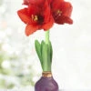 Menu Purple Waxed Amaryllis -Holland Bulb Farms 92209 purple waxed amaryllis 2